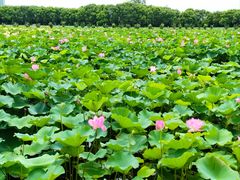 -荷塘月色湿地公园·向阳花洲