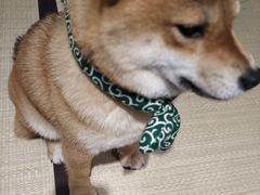 -逗柴咖啡屋·狗咖猫咖宠物桌游