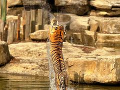 -常州淹城野生动物世界