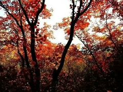 -黄花溪