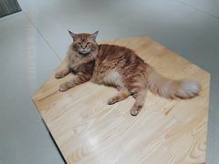 -藏猫猫咖啡主题馆(中央大道店)