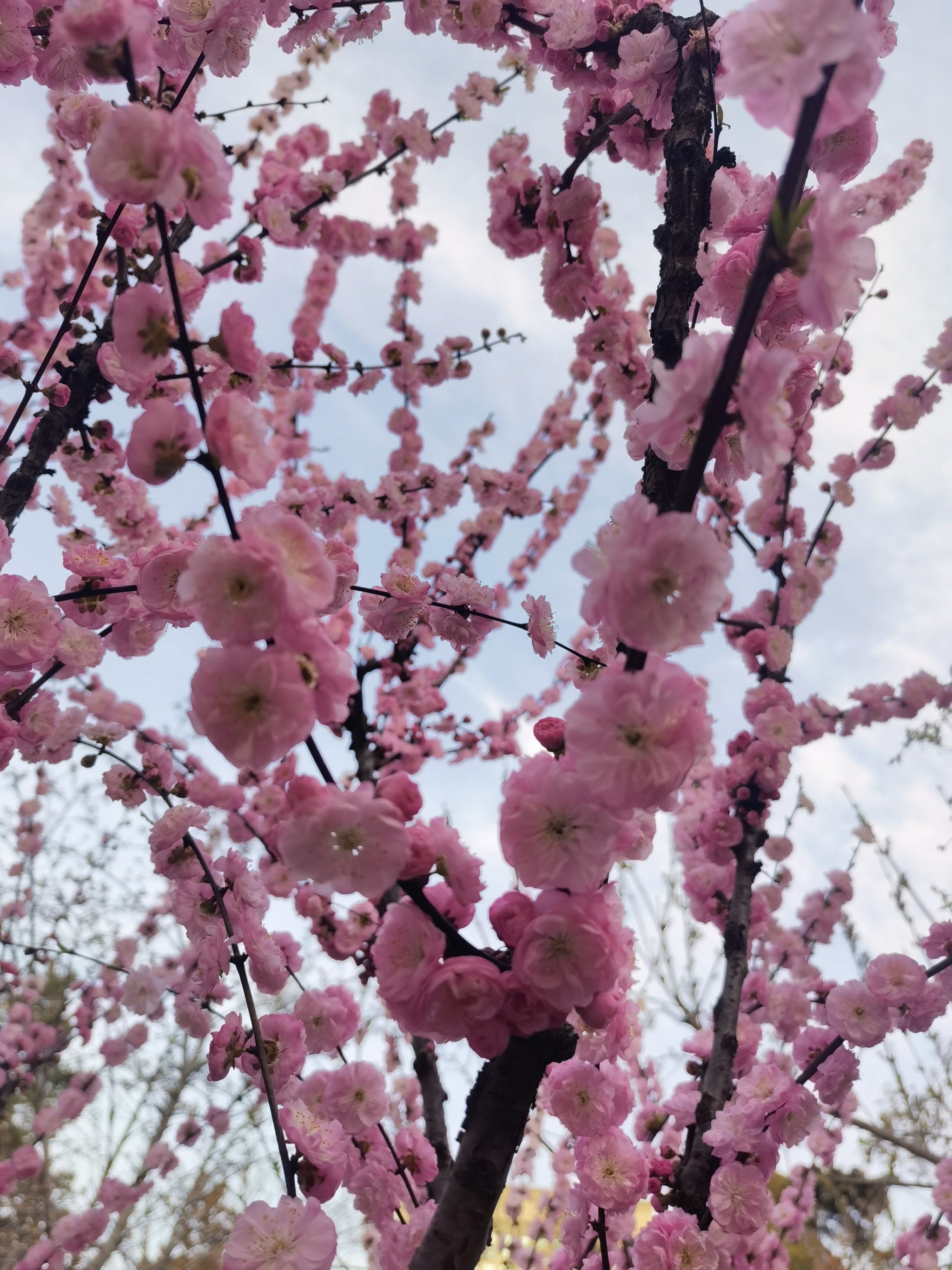南京有很多梅花,先开花,花落后才长叶子,有香味,花瓣是卵圆形的,颜色