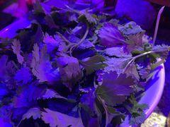 香菜-蛙来哒(龙华壹方天地店)