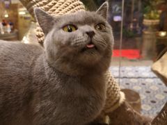 -more than meow吴止猫主题餐厅(承德 中船汇店)