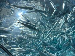 -上海海洋水族馆