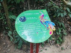 -西双版纳原始森林公园