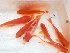 -珠海圆明新园