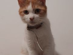 -瑞派康怡24h宠物医院·犬猫医疗中心·微创绝育(瑞景分院)