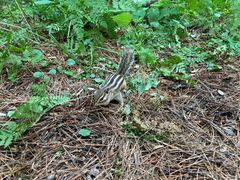 -五营红松林海景区