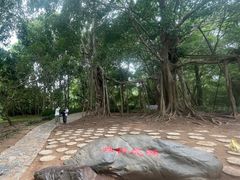 -中国科学院西双版纳热带植物园
