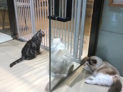 -藏猫猫咖啡主题馆(中央大道店)