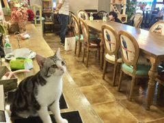 大堂-共舞时光猫咖·狗咖(新街口店)
