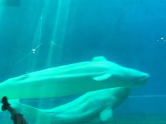 -芜湖新华联大白鲸海洋公园