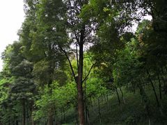 -龙头寺公园