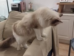 -iF摄影•全家福•证件照•形象照(南山店)