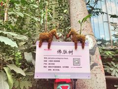 -呀路古热带植物园