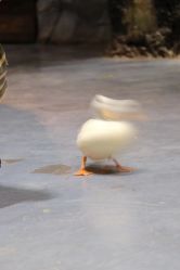 -Zoolung Zoolung动物主题公园(海信广场店)