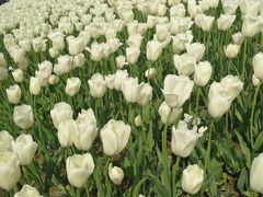 -大宁郁金香公园-停车场