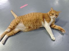 -蓝天射箭馆·专业射箭运动(诚丰广场店)