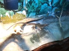 -上海大自然野生昆虫馆(东方明珠·爬宠昆虫探索中心)