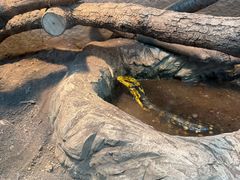 -上海大自然野生昆虫馆(东方明珠·爬宠昆虫探索中心)