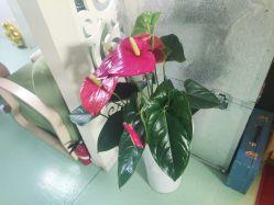 -净妍美肌专业净毛嫩肤连锁机构