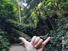 -西双版纳原始森林公园
