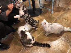 -共舞时光猫咖·狗咖(新街口店)