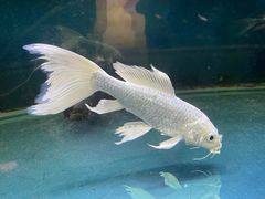 -沙沙哗啦海洋馆(华宇百花谷店)