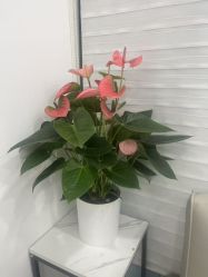 -和颜一美轻医美连锁