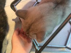 -藏猫猫咖啡主题馆(中央大道店)