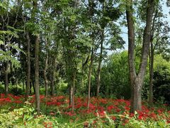 -昆山城市生态森林公园