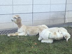 -廊坊固安福朋喜来登酒店