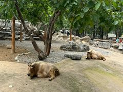 -北京野生动物园