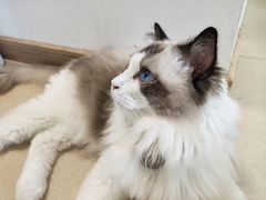 -猫在这儿猫咪咖啡馆·撸猫馆