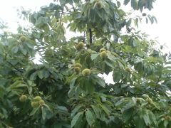 白塘生态植物园&nbsp;(1)-白塘生态植物园