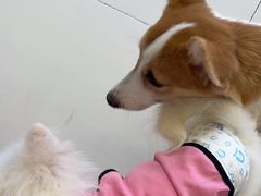 -怪兽屋·羊驼·猫咖·狗咖(俊华广场店)