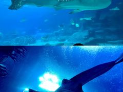 -珠海长隆海洋王国