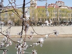 -桃花堤公园