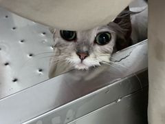 -瑞派康怡24h宠物医院·犬猫医疗中心·微创绝育(瑞景分院)