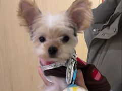 -BABIT巴比特宠物(MOMOPARK店)