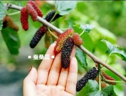 -太湖雪蚕桑文化园