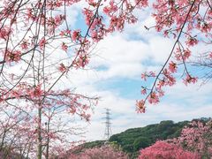 -风云岭森林公园