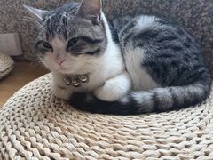 -国宝熊猫酒店(春熙路天府广场店)