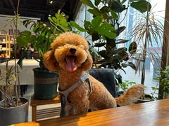 -百好乐宠物友好餐厅(朝外大街店)