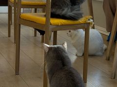 -Let's go狗咖·猫咖·奶狗·桌游(春熙路IFS店)