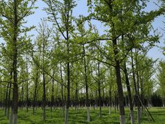 -汉长安城未央宫国家考古遗址公园