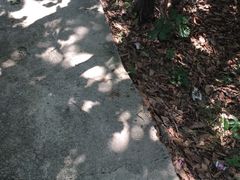 -六里坪国家森林公园