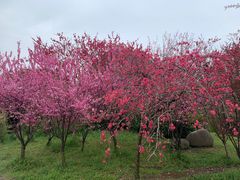 -苏州上方山国家森林公园