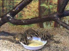 -上海大自然野生昆虫馆(东方明珠·爬宠昆虫探索中心)